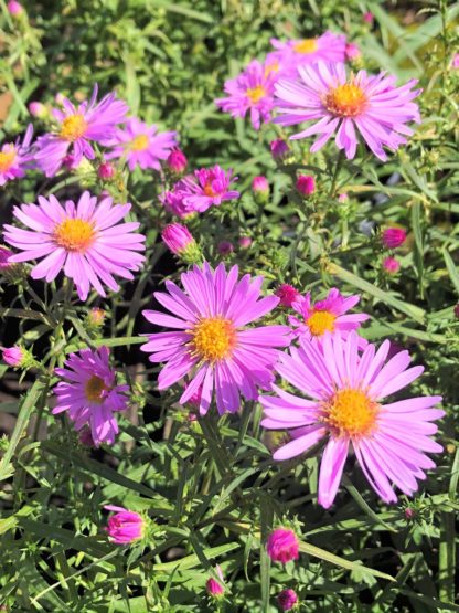 wood pink aster