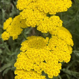 Clusters of bright golden yellow, small flowers