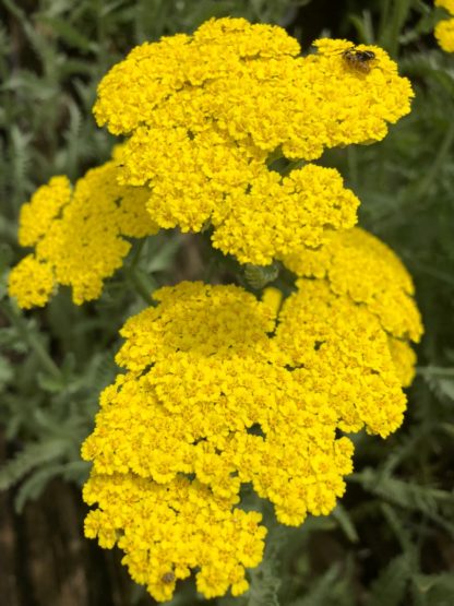Clusters of bright golden yellow, small flowers