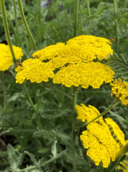Clusters of bright golden yellow flowers on light green stalk with fern like foliage