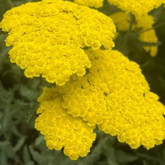 Close-up of bright yellow small flowers surrounded by light green foliage