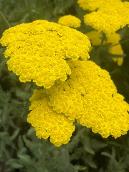 Close-up of bright yellow small flowers surrounded by light green foliage