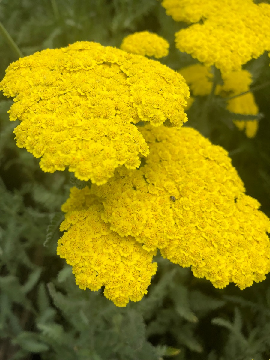 Buy Moonshine Yarrow Plants | Achillea | Stadler Nurseries