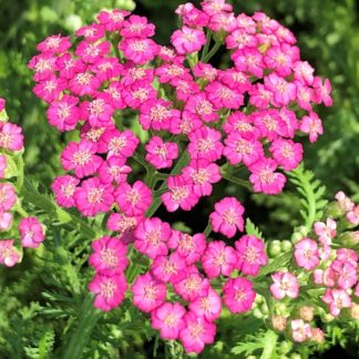 Neon pink, small flowers with white centers surrounded by light green, fern like foliage