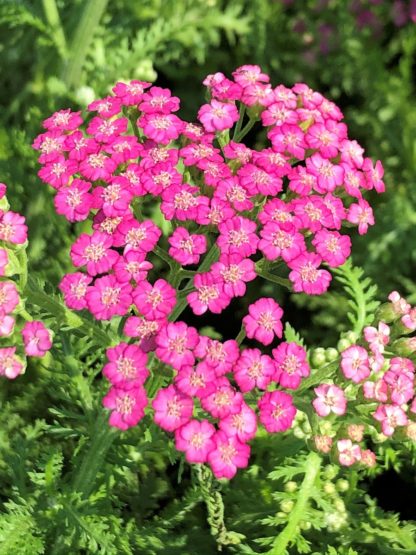 Neon pink, small flowers with white centers surrounded by light green, fern like foliage