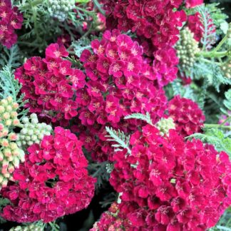 Small magenta flowers in clusters with sage green, fern like foliage and flower buds