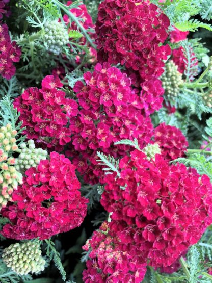 Small magenta flowers in clusters with sage green, fern like foliage and flower buds