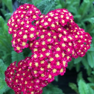 Close-up of ruby pink flower clusters with bright yellow centers surrounded by sage green, fern like foliage