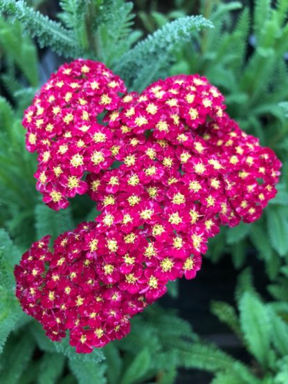 Close-up of ruby pink flower clusters with bright yellow centers surrounded by sage green, fern like foliage