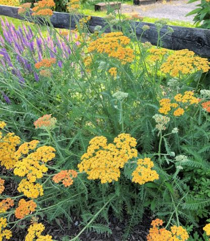 Yellow and orange flower clusters growing on green fern like foliage planted in a garden bed with purple and pink flowers