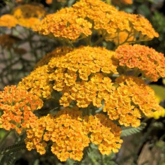 Small golden orange flower clusters