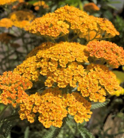 Small golden orange flower clusters