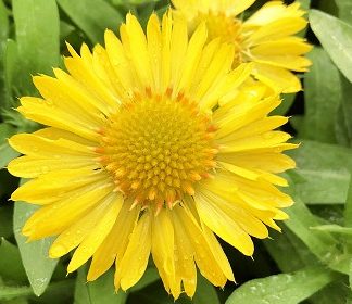 Yellow Flowers