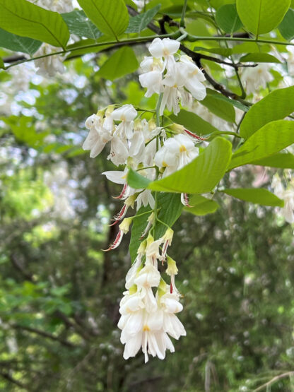 Yellowwood American - Image 5