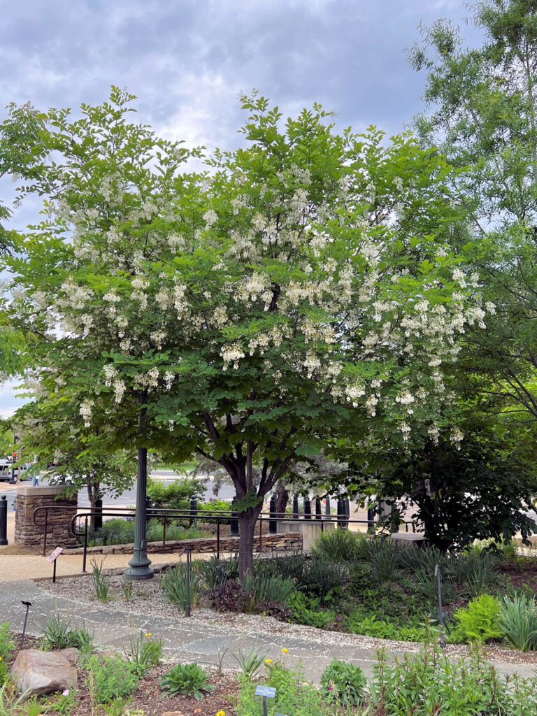 Buy Yellowwood Trees Online Stadler Nurseries