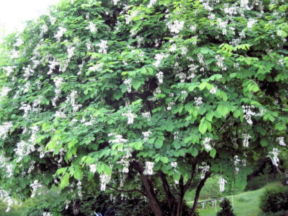 Canopy of a tree with green leaves and clusters of white, bell shaped flowers