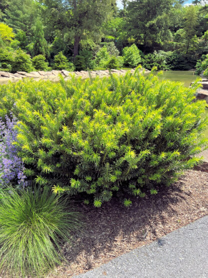 Large green shrub with needle like foliage planted in brown mulch beside asphalt