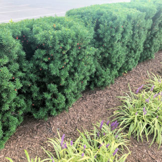Row of green shrubs with needle like foliage and small red berries in brown mulch behind green and white small plants