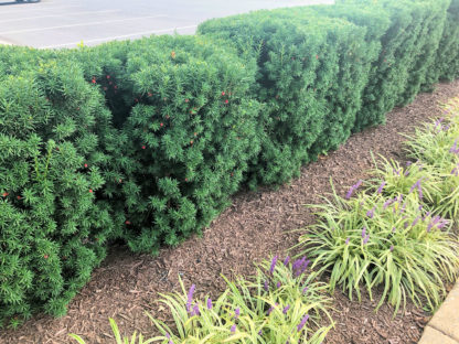 Row of green shrubs with needle like foliage and small red berries in brown mulch behind green and white small plants