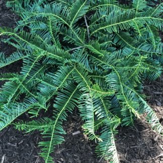 Dark green shrub with needle like foliage planted in brown mulch