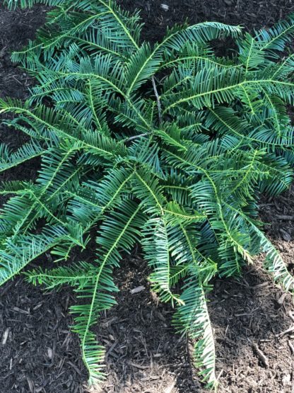 Dark green shrub with needle like foliage planted in brown mulch