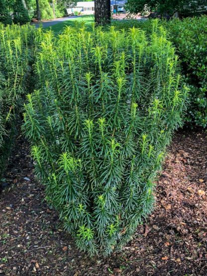 Upright shrub with dark and light green, needle like foliage