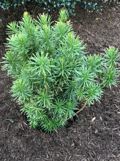 Close up of dark green shrub with needle like foliage planted in brown ,mulch