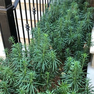 Multiple shrubs with dark green, needle like foliage planted next to a staircase