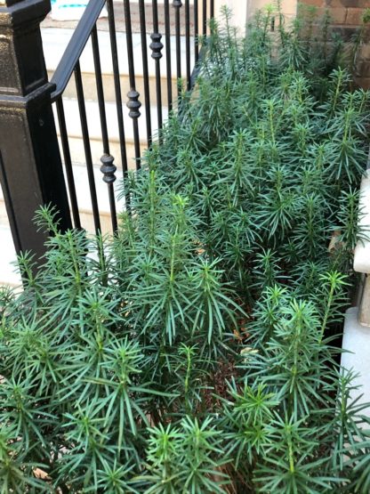 Multiple shrubs with dark green, needle like foliage planted next to a staircase