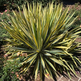 Spear-like, yellow and green striped plant along brick pathway