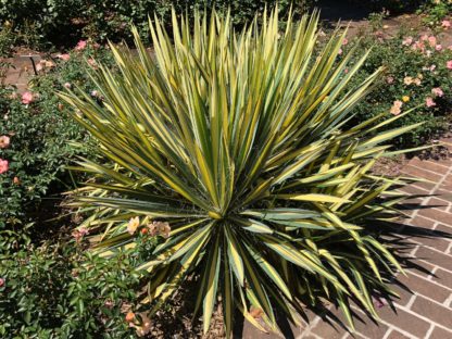 Spear-like, yellow and green striped plant along brick pathway