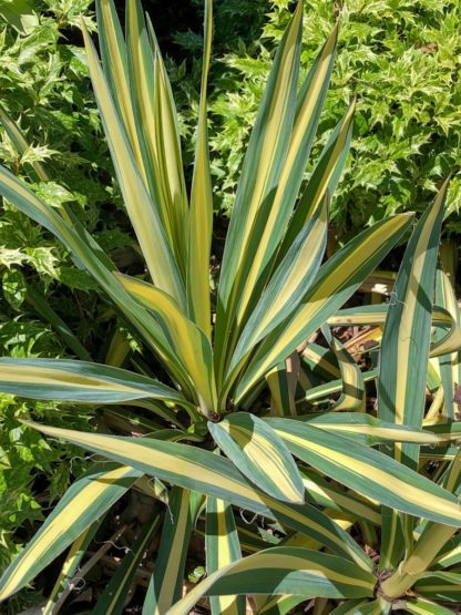 Close up of yellow and green spear-like foliage