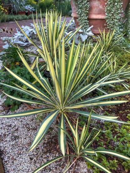 Yellow and green striped yucca planted in a garden