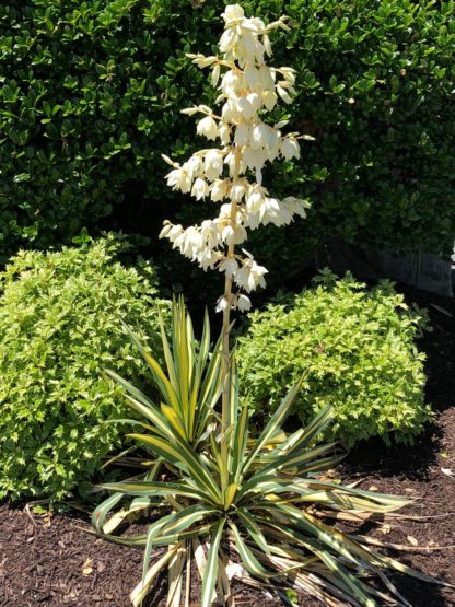 Tall stalk with white bell shaped flowers surrounded by bushes in brown mulch