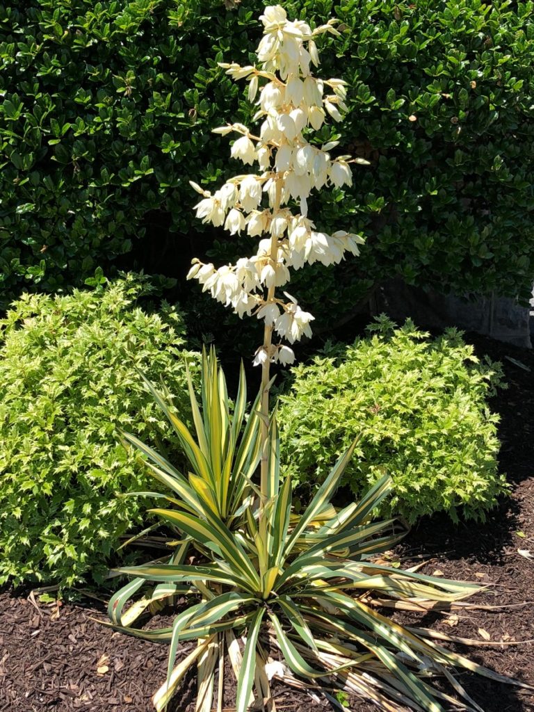 Buy Color Guard Yucca Plants Online Stadler Nurseries