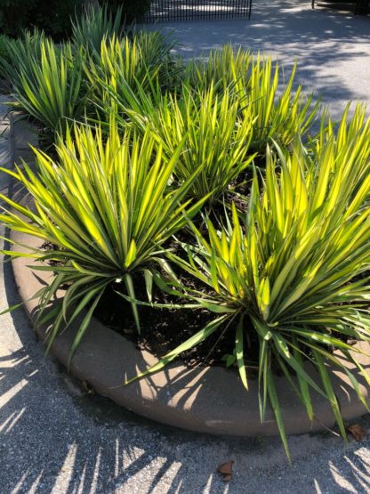 Multiple green and yellow yucca plants in a round garden