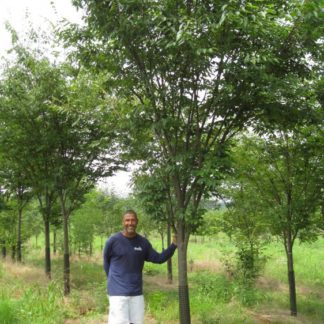 Man in blue shirt and white shorts standing next to tree with green leaves