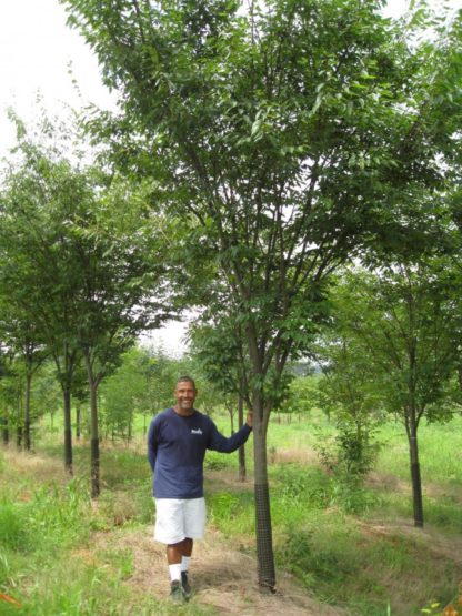 Man in blue shirt and white shorts standing next to tree with green leaves