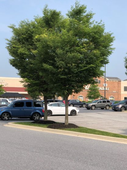 Two trees with green leaves planted in brown mulch in a parking lot