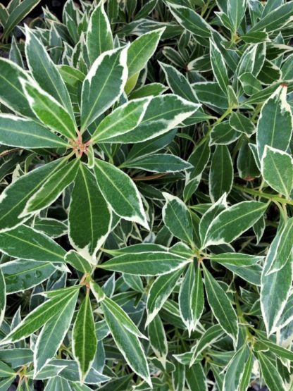 Detail of green leaves edged in creamy-white