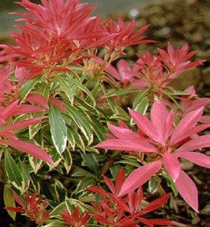 Detail of green leaves edged in white and new growth of bright red