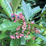 Red and blue berry cluster on long green leaves