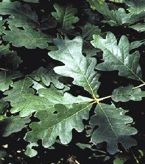 white oak tree leaves
