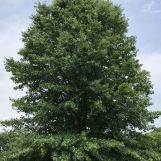 Tall, mature shade tree with green leaves in lawn