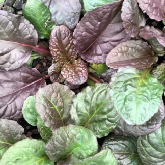 Close-up of burgundy and green leaves