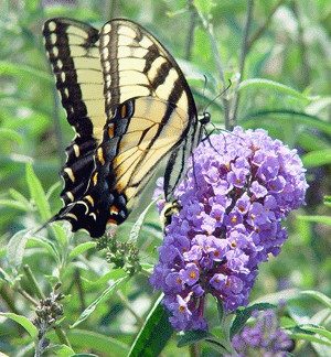 Close-up of long, spike-like, blue flower with yellow butterfly drinking the nectar