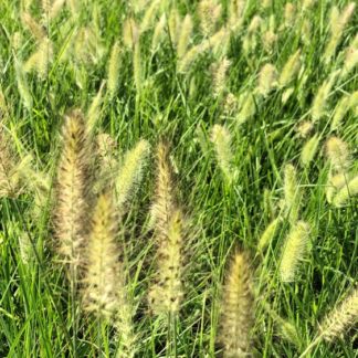 Masses of grasses with green plumes growing in nursery field