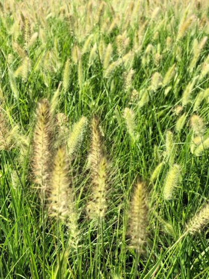 Masses of grasses with green plumes growing in nursery field