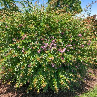 Large, open-branched shrub with small pink flowers and green with bronzy-tipped leaves