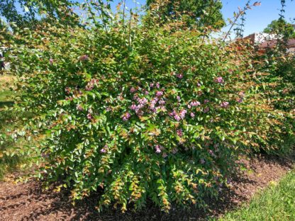 Large, open-branched shrub with small pink flowers and green with bronzy-tipped leaves